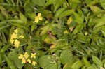 Creeping yellowcress